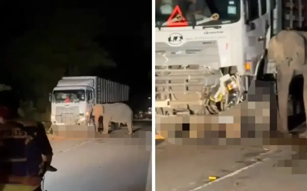 elephant crossing on highway